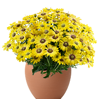 Остеоспермум Бестиес Чирфул Голд (Osteospemum BESTIES Cheerful Gold)