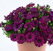 Остеоспермум Бестиес Дивотед Пепл (Osteospemum BESTIES Devoted Purple)