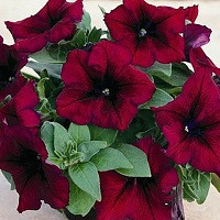 Петуния Сурфиния Бургунди Вейн Ред  (Surfinia Burgundy Wine Red)