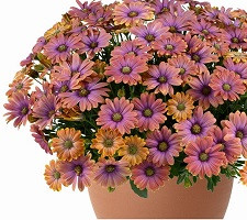 Остеоспермум Бестиес Динамик Биколор (Osteospemum BESTIES Dynamic Bicolor)