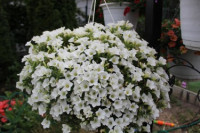 Петуния Сурфиния Тейбл Вайт (Petunia Surfinia Table White)