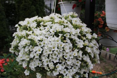 Петуния Сурфиния Тейбл Вайт (Petunia Surfinia Table White)