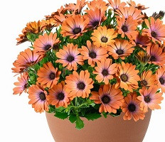 Остеоспермум Бестиес Инспайеринг Оранж (Osteospemum BESTIES Inspiring Orange)