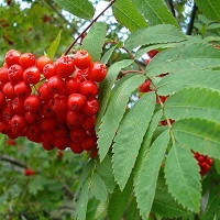 Рябина обыкновенная (Sorbus aucuparia)