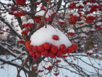 Рябина обыкновенная (Sorbus aucuparia)