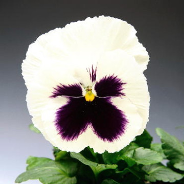 Виола Виттрока Селект Вайт Блоч (Viola wittroka Select White Blotch