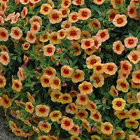 Калибрахоа Калита Компакт Априкот Ред Ай (Calita Compact Apricot Red Eye)