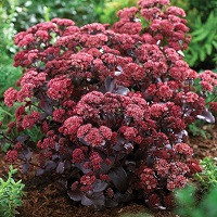 Седум Пурпл Эмперор видный (Sedum "Purple Emperor’')