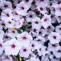 Петуния Виста Сильверберри (Petunia Vista Silverberry)