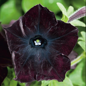 Петуния грандифлора Софистика Блекберри (Petunia grfl Sophistica Blackberry)