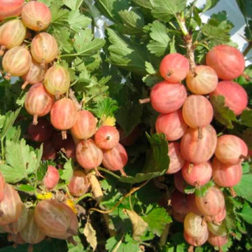 Крыжовник Конфетный