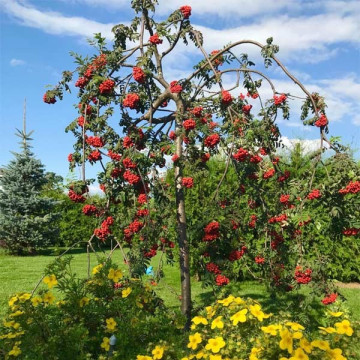 Рябина обыкновенная (Sorbus aucuparia)