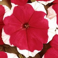 Петуния Дримс Ред Пикоти