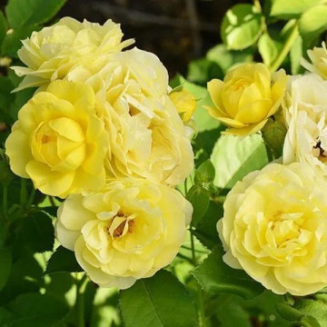 Роза флорибунда Комтесс дю Барри (Comtesse Du Barry)