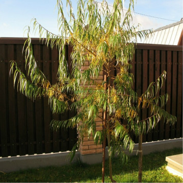 Ива Шверина улучшенная (Salix Schwerina Uluchshennaya)