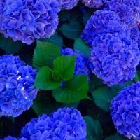 Гортензия крупнолистная Джип Блю (Hydrangea macrophylla Jip Blue)