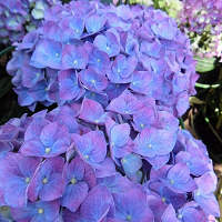 Гортензия крупнолистная Джип Блю (Hydrangea macrophylla Jip Blue)