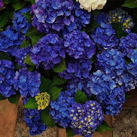Гортензия крупнолистная Джип Блю (Hydrangea macrophylla Jip Blue)