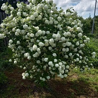 Калина обыкновенная Бульденеж (Viburnum Boule de Neige)