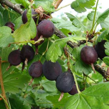 Крыжовник Консул
