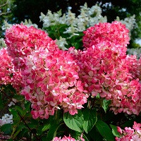 Гортензия метельчатая Пинк Даймонд (Hydrangea paniculata Pink Diamond)