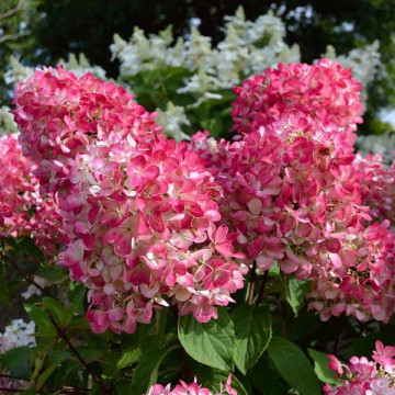 Гортензия метельчатая Пинк Даймонд (Hydrangea paniculata Pink Diamond)