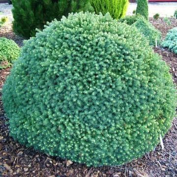 Ель сербская Карел (Picea omorica Karel)