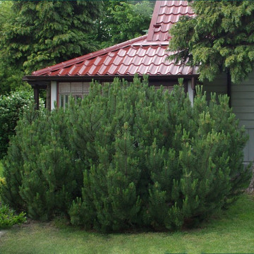 Сосна горная Мугус (Pinus mugo Mughus)