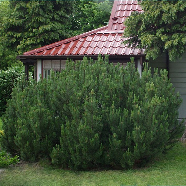 Сосна горная Мугус (Pinus mugo Mughus)