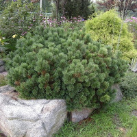 Сосна горная Пумилио (Pinus mugo Pumilio)