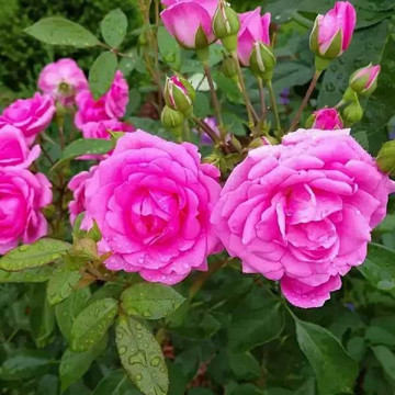 Роза флорибунда Маджента Диадем (Magenta Diadem)