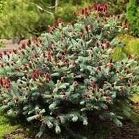Ель колючая Лаки Страйк (Picea pungens Lucky Strike)
