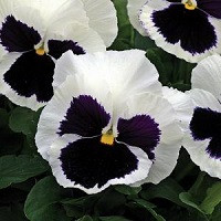 Виола Виттрока Селект Вайт Блоч (Viola wittr. Select White Blotch