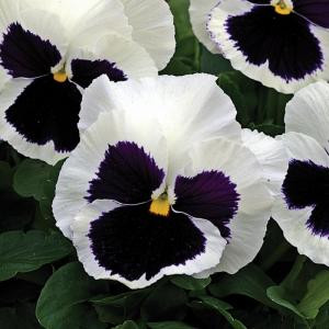 Виола Виттрока Селект Вайт Блоч (Viola wittr. Select White Blotch