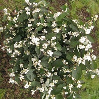 Снежноягодник белый (Symphoricarpos)