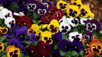 Виола Виттрока Селект Вайт Роуз-Винг (Viola wittr. Select White Rose-Wing)