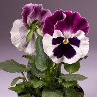 Виола Виттрока Селект Вайт Роуз-Винг (Viola wittr. Select White Rose-Wing)