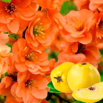 Айва средняя Оранж Трейл (Chaenomeles superba Orange Trail)