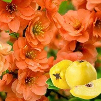 Айва средняя Оранж Трейл (Chaenomeles superba Orange Trail)