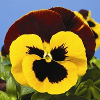 Виола Виттрока Селект Йеллоу Рэд Винг (Viola wittr. Select Yellow Red-Wing)