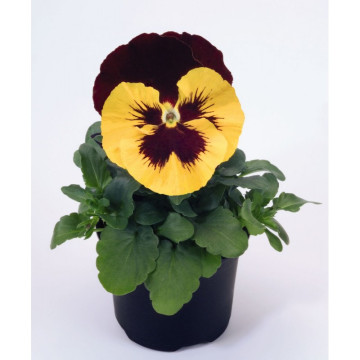 Виола Виттрока Селект Йеллоу Рэд Винг (Viola wittr. Select Yellow Red-Wing)