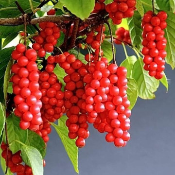 Лимонник китайский (Schisandra chinensis)