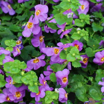Бакопа Гулливер Компакт Пурпл (Bacopa Gulliver Comp Purple)