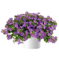 Бакопа Гулливер Компакт Пурпл (Bacopa Gulliver Comp Purple)