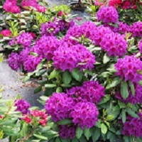 Рододендрон Распутин (Rhododendron Rasputin)