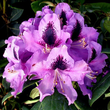 Рододендрон Распутин (Rhododendron Rasputin)