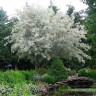 Лох Серебристый (Elaeagnus commutata)