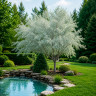 Лох Серебристый (Elaeagnus commutata)