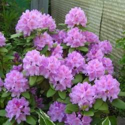 Рододендрон Грандифлорум (катевбинский) (Rhododendron Grandiflorum (catawbiense))