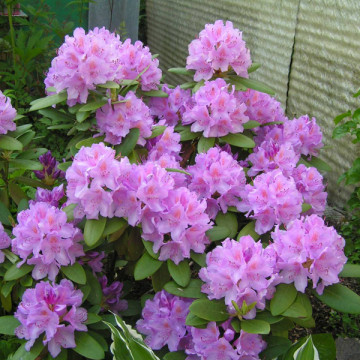 Рододендрон Грандифлорум (катевбинский) (Rhododendron Grandiflorum (catawbiense))